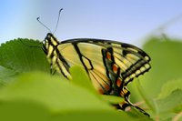 Tiger Swallowtail Butterfly (by RobBlair).jpg