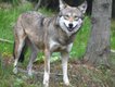 New red wolf at Akron Zoo.jpg
