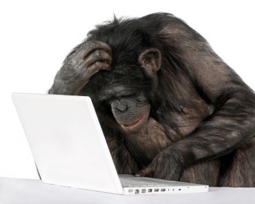 monkey fixing computer 2