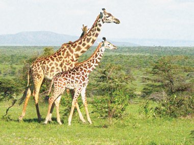 Giraffes on the Masai Mara.