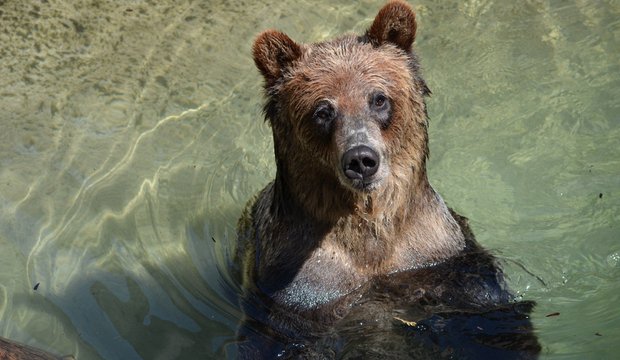 Akron Zoo bear
