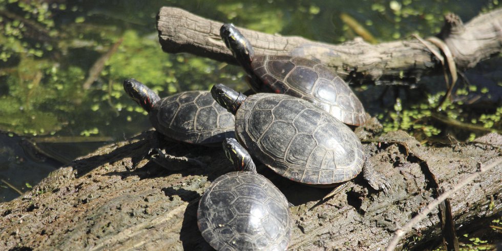 5-21 World Turtle Day (Photo Credit to Summit Metro Parks volunteer Jeff Hill)3.jpg