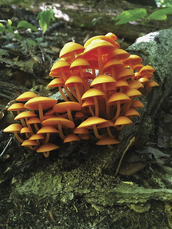 6-24 mushrooms.jpg