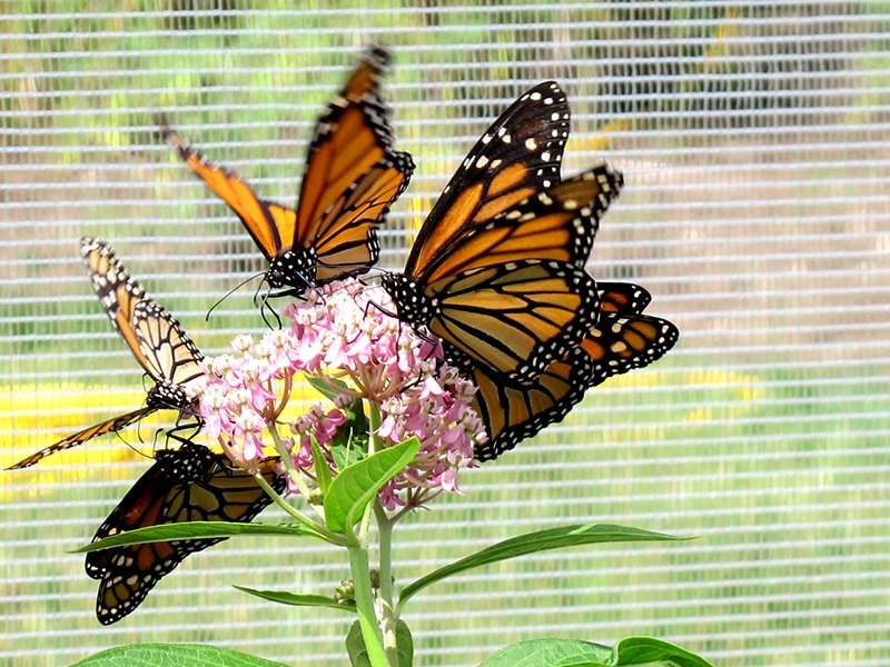 9-30 Migrating Monarchs Butterfly Tag & Release Event.jpg