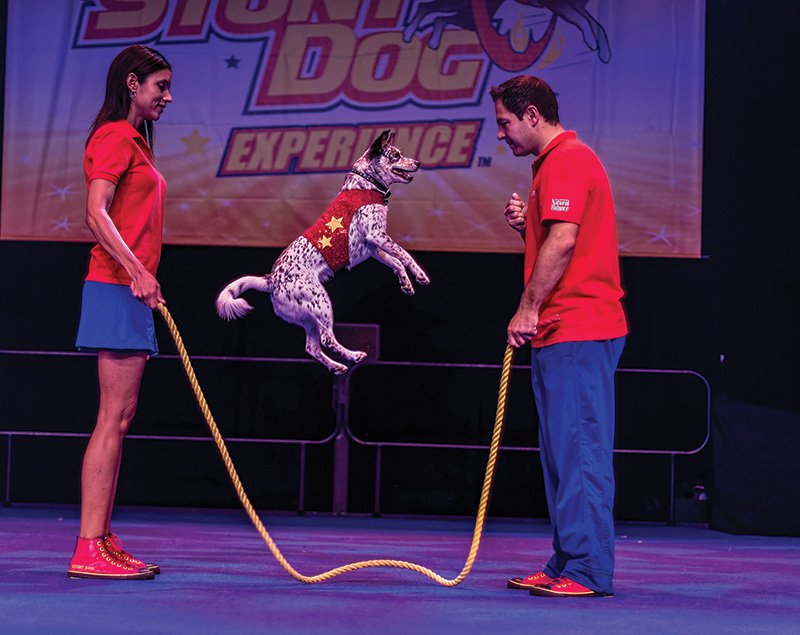 4-13 Chris Perondis Stunt Dog Experience (Photo Credit to Branson).jpg