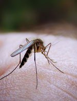 mosquito-bite-by-James-Jord.jpg